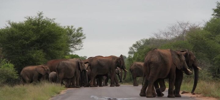 migración de elefantes